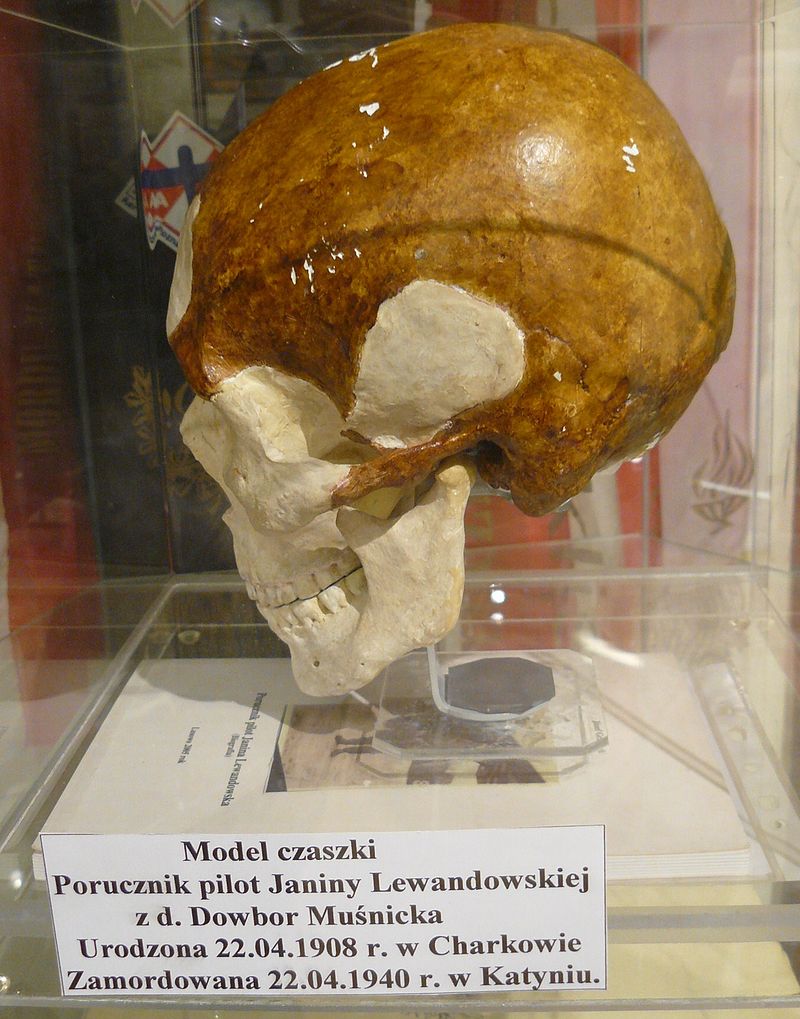 Model czaszki w Muzeum Powstańców Wielkopolskich w Lusowie