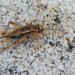 Świerszcz domowy/foto Wikipedia